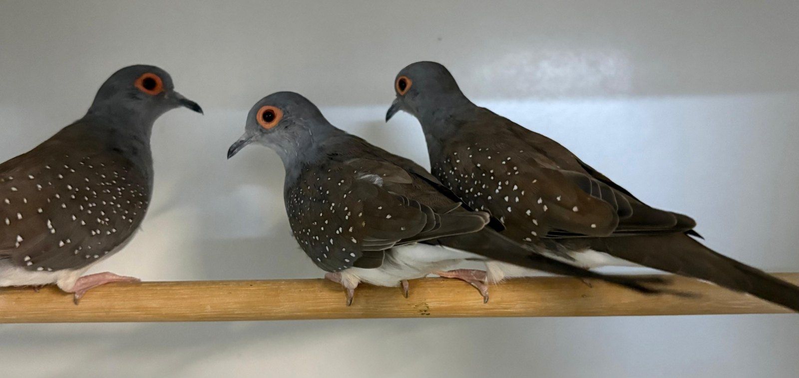 Diamanttäubchen, braun