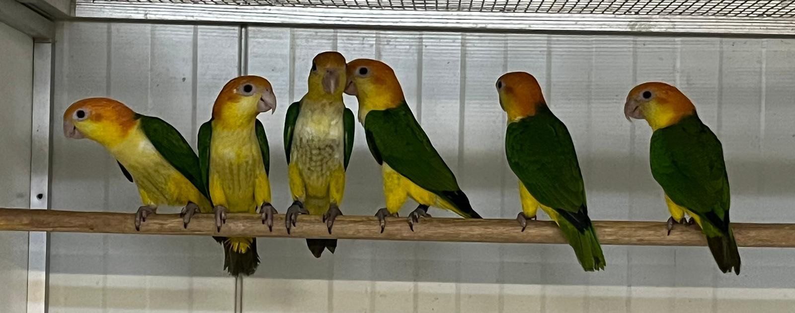 Agaporniden in verschiedenen Farben
