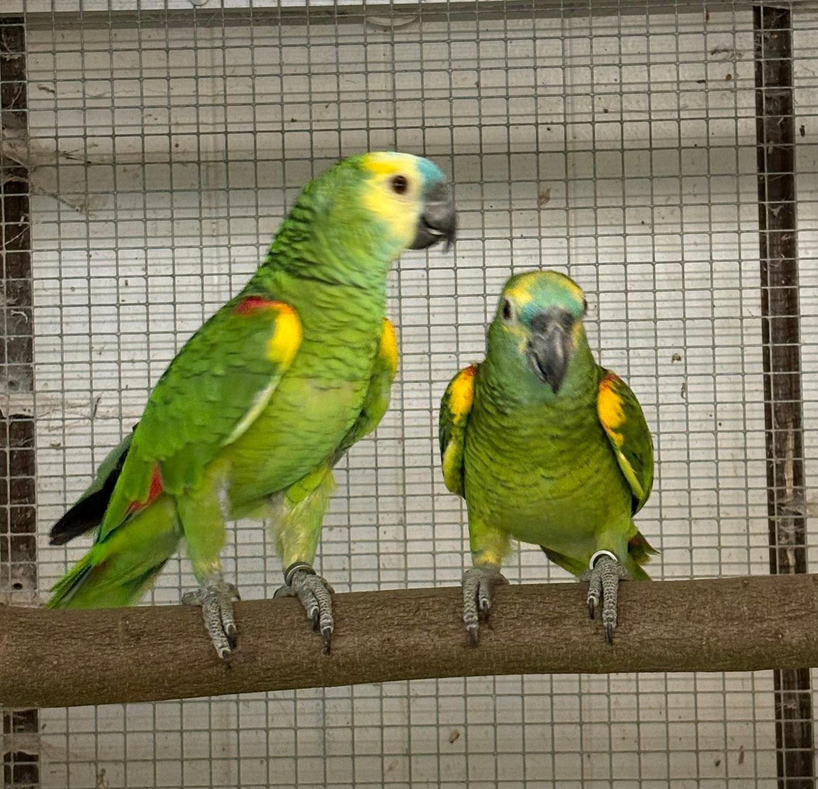 Paar Blaustirnamazonen