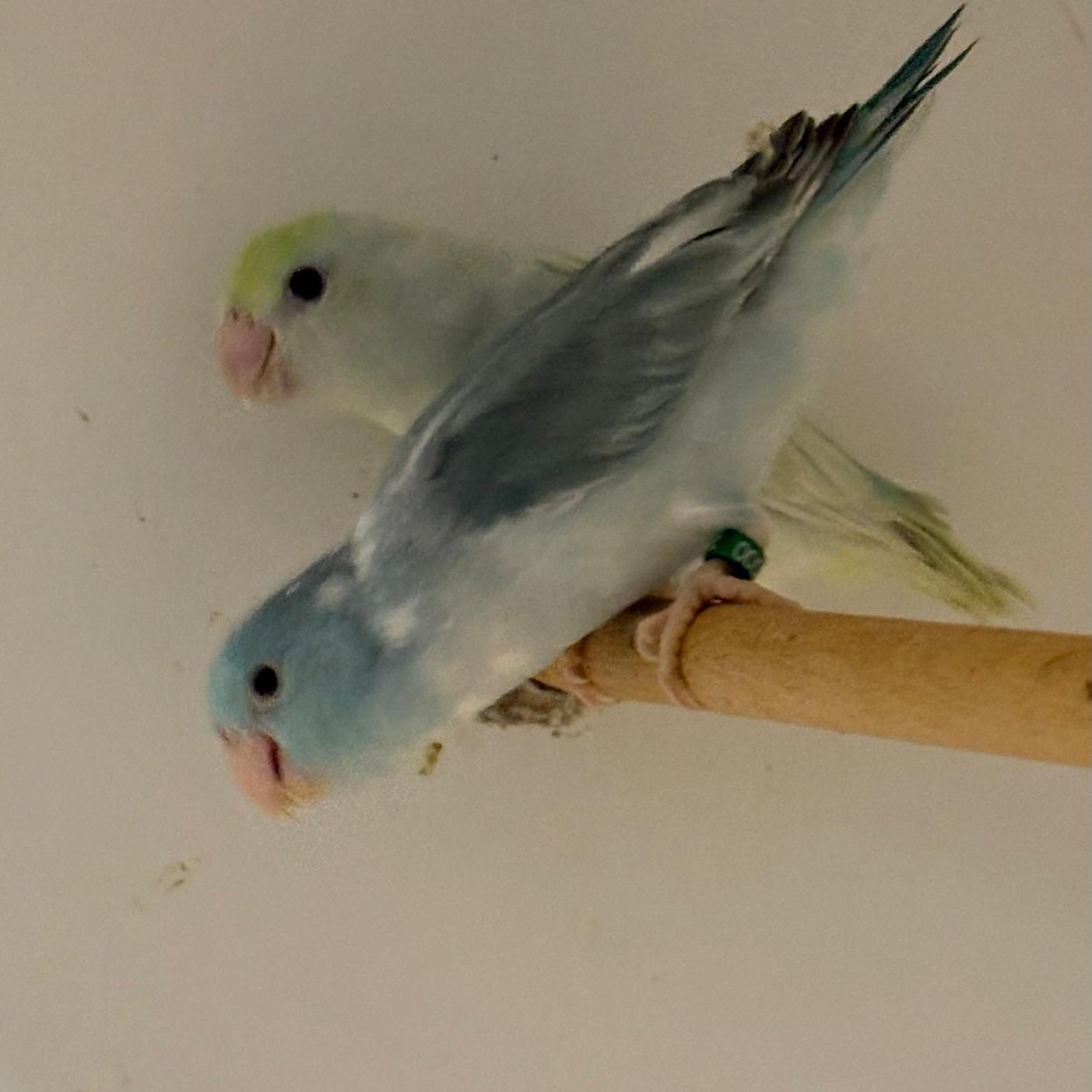 Sperlingspapageien (Forpus) in Blau und Pastell