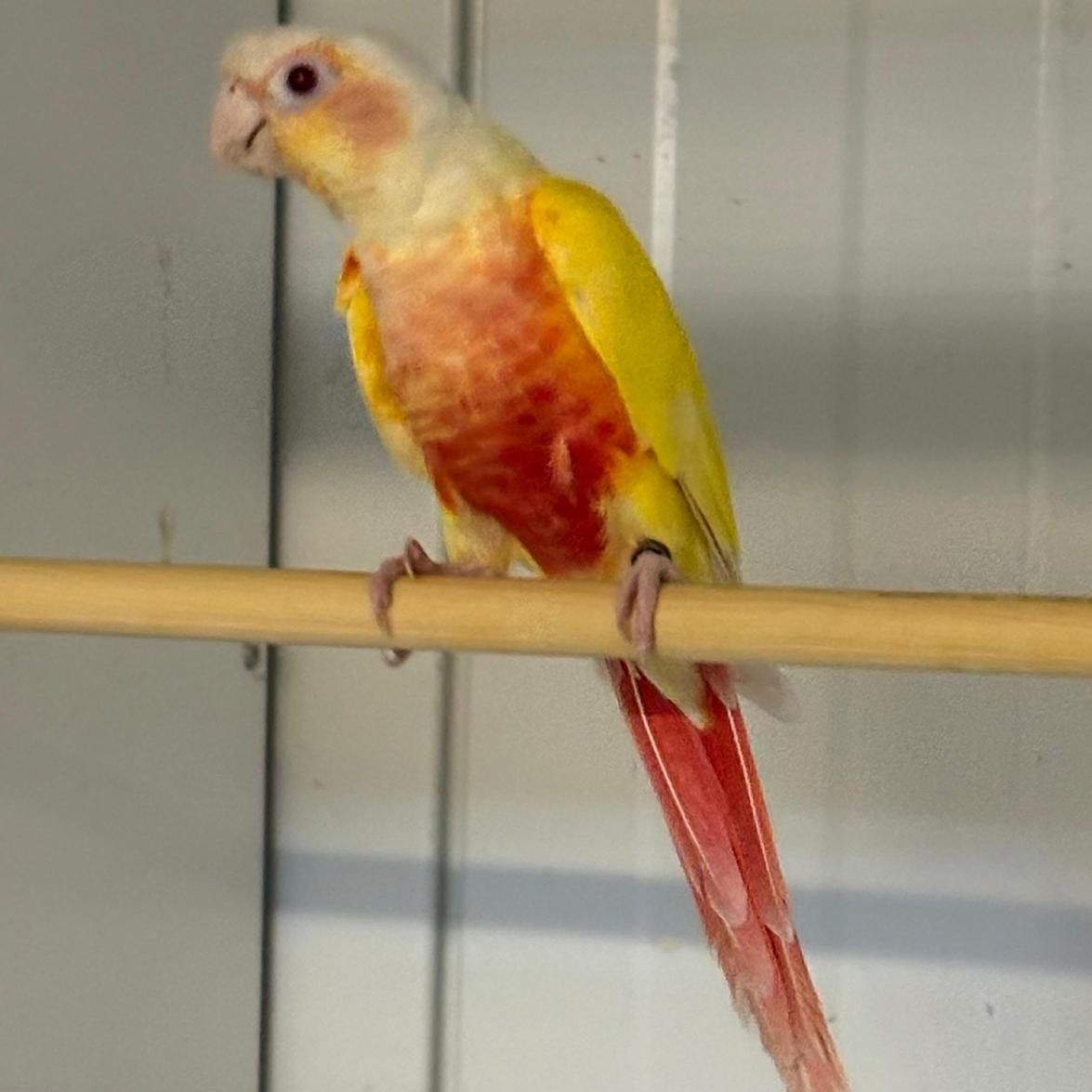Molinasittich in Farbmutation