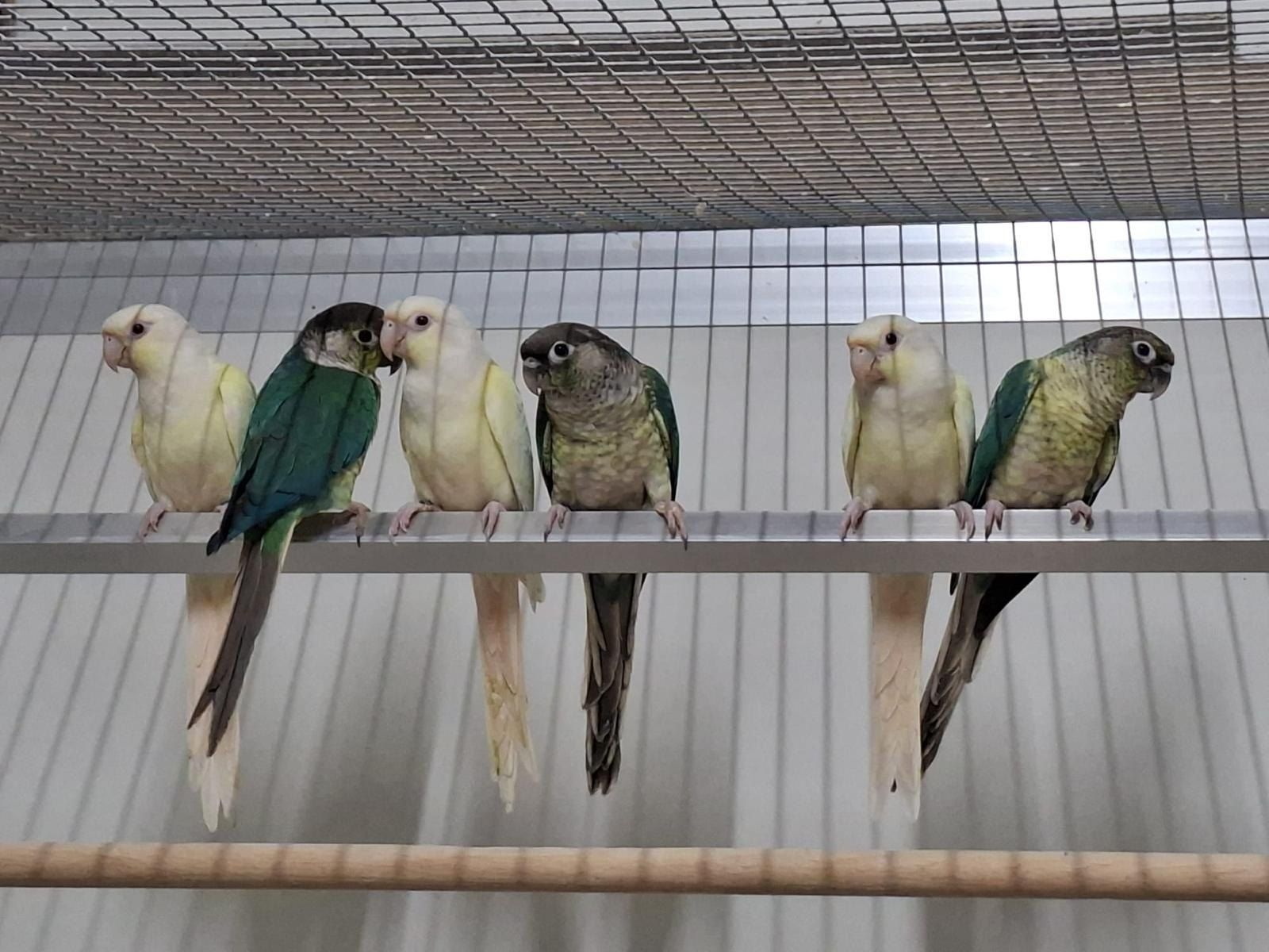 Molinasittiche in verschiedenen Mutationen