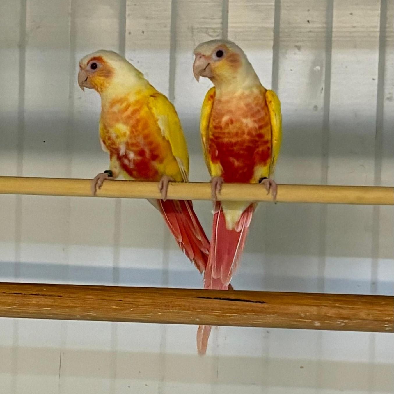 Paar Molinasittiche in Farbmutation