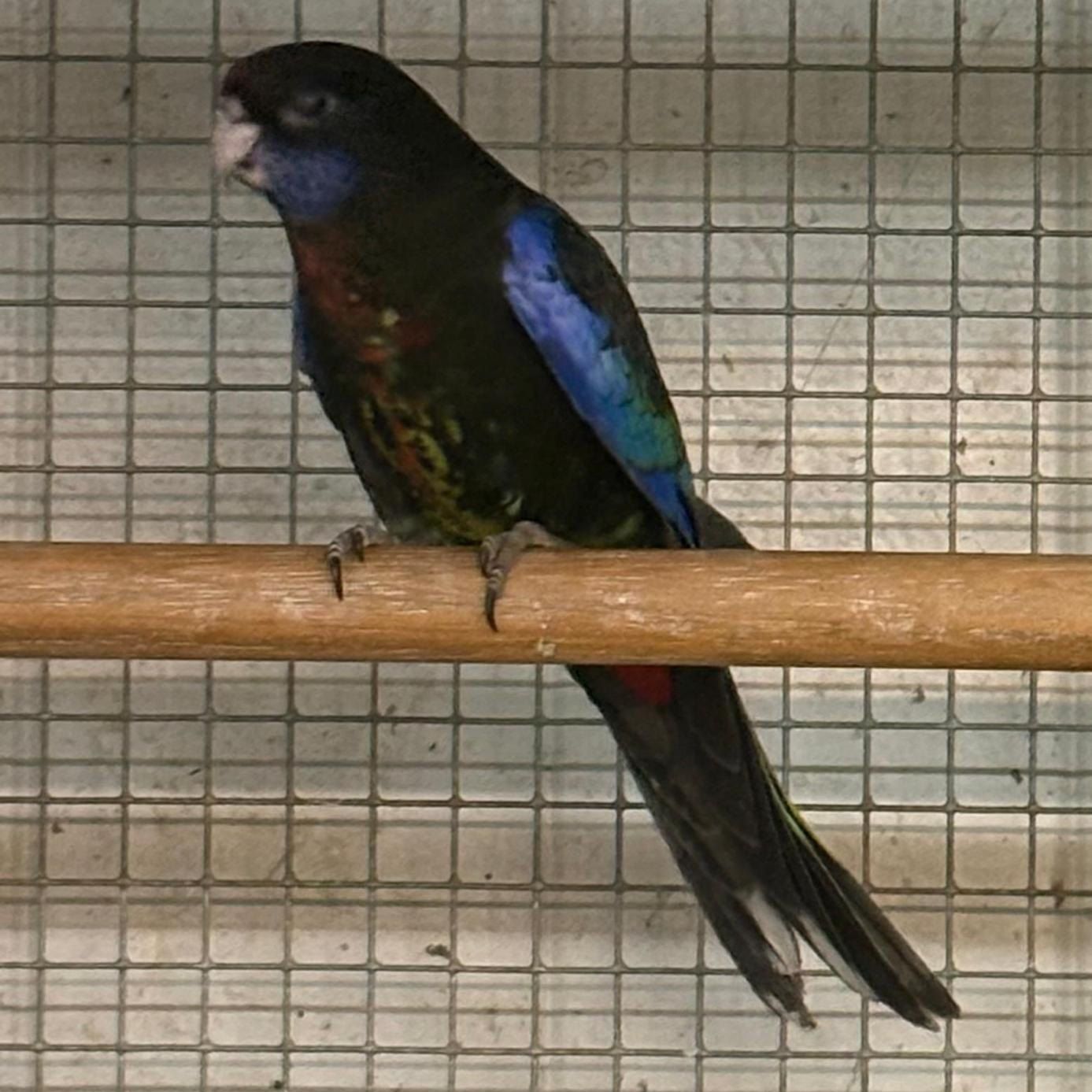 Rosellasittich in dunkler Mutation