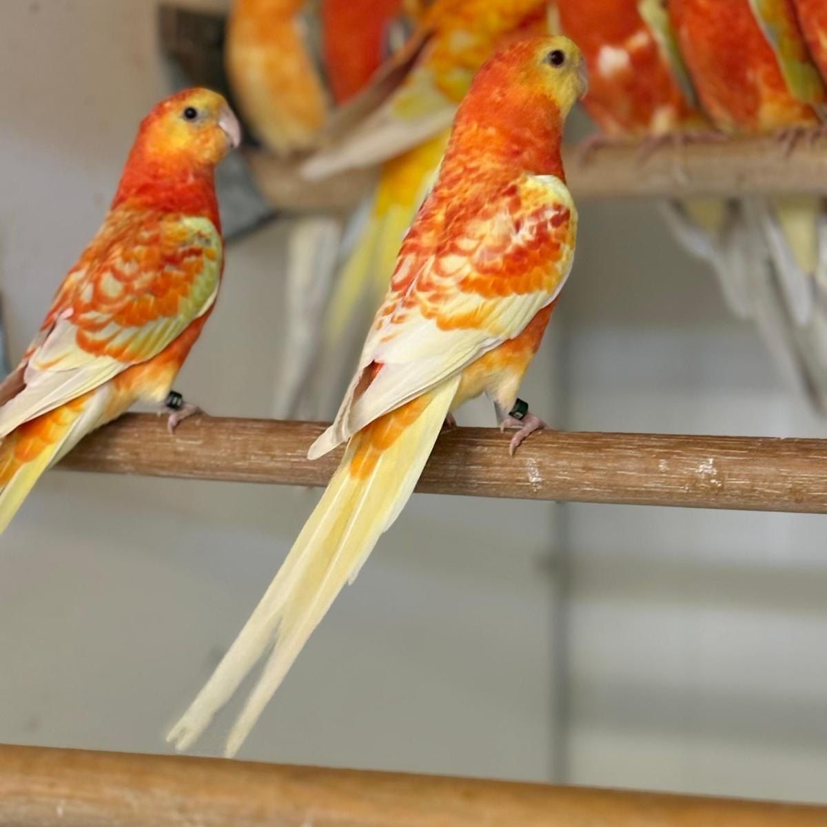 Orange Rosellasittiche