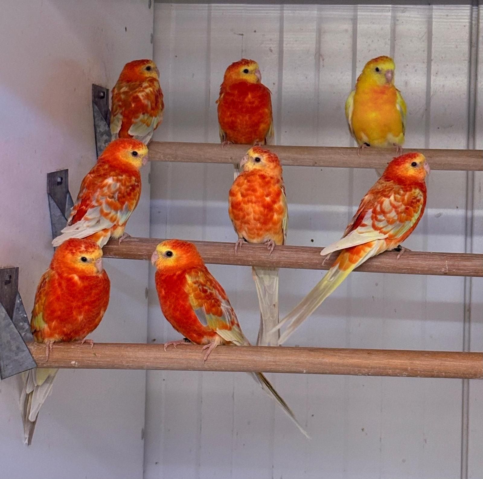 Rosellasittiche in Rot und Orange