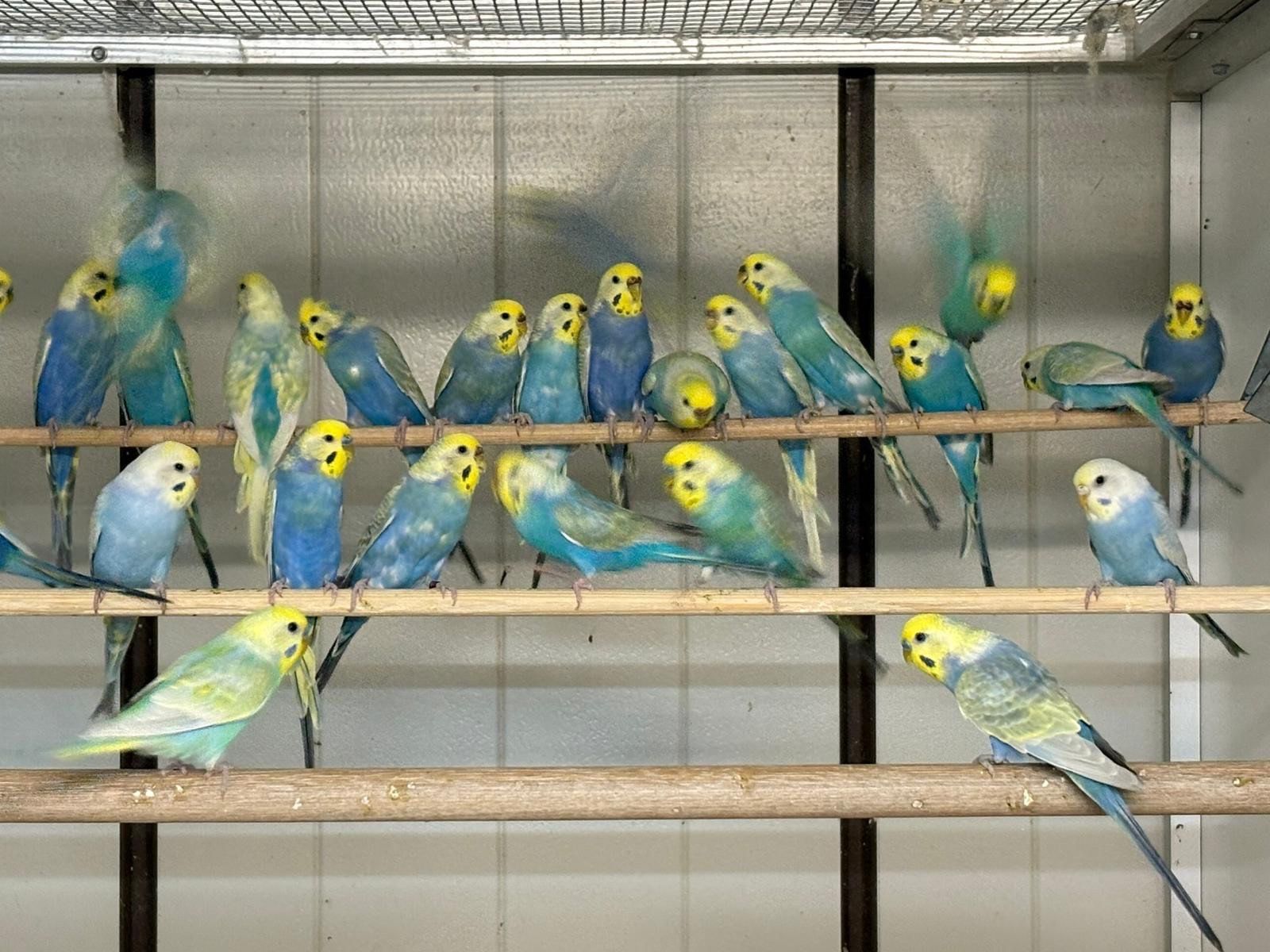Wellensittiche in Blau, Grün und Gelb