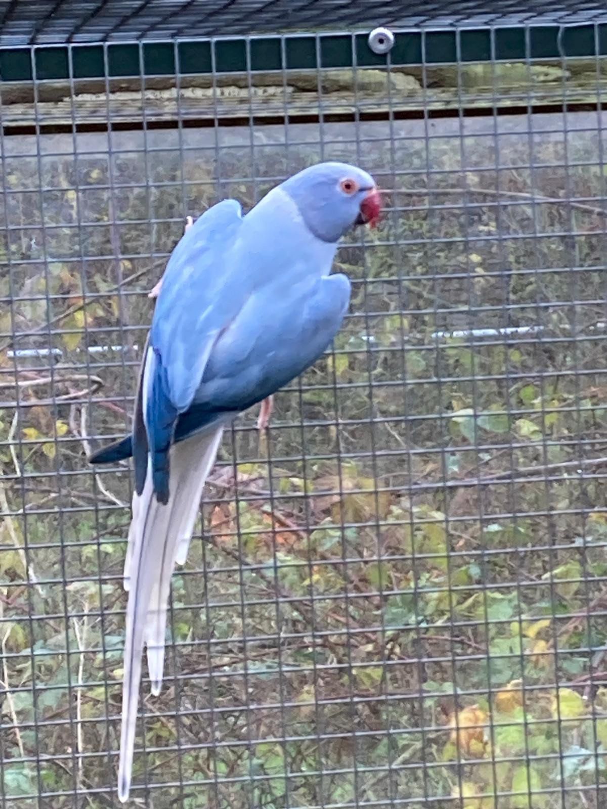 Blauer Halsbandsittich