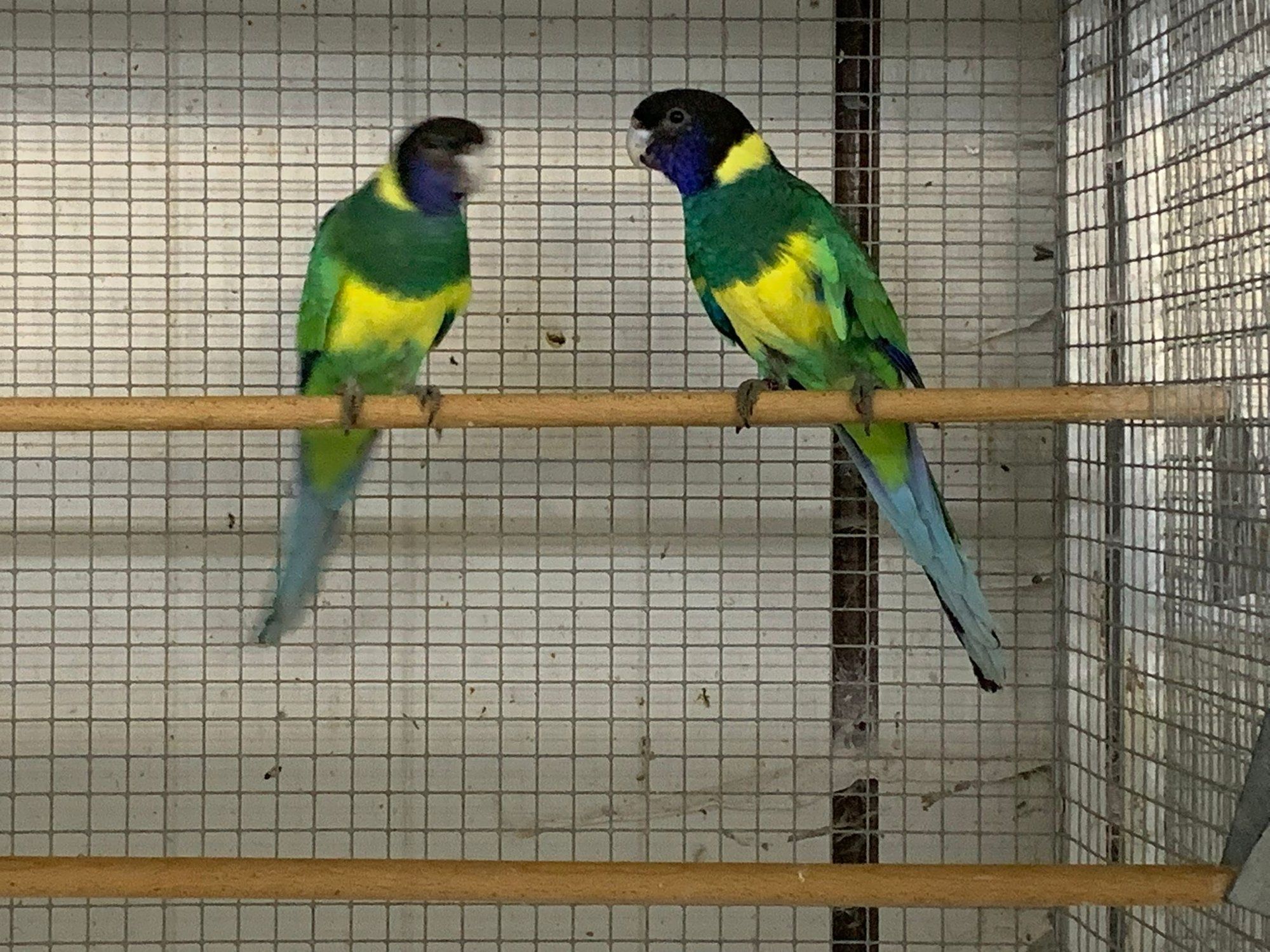 Ringsittiche (Port-Lincoln)
