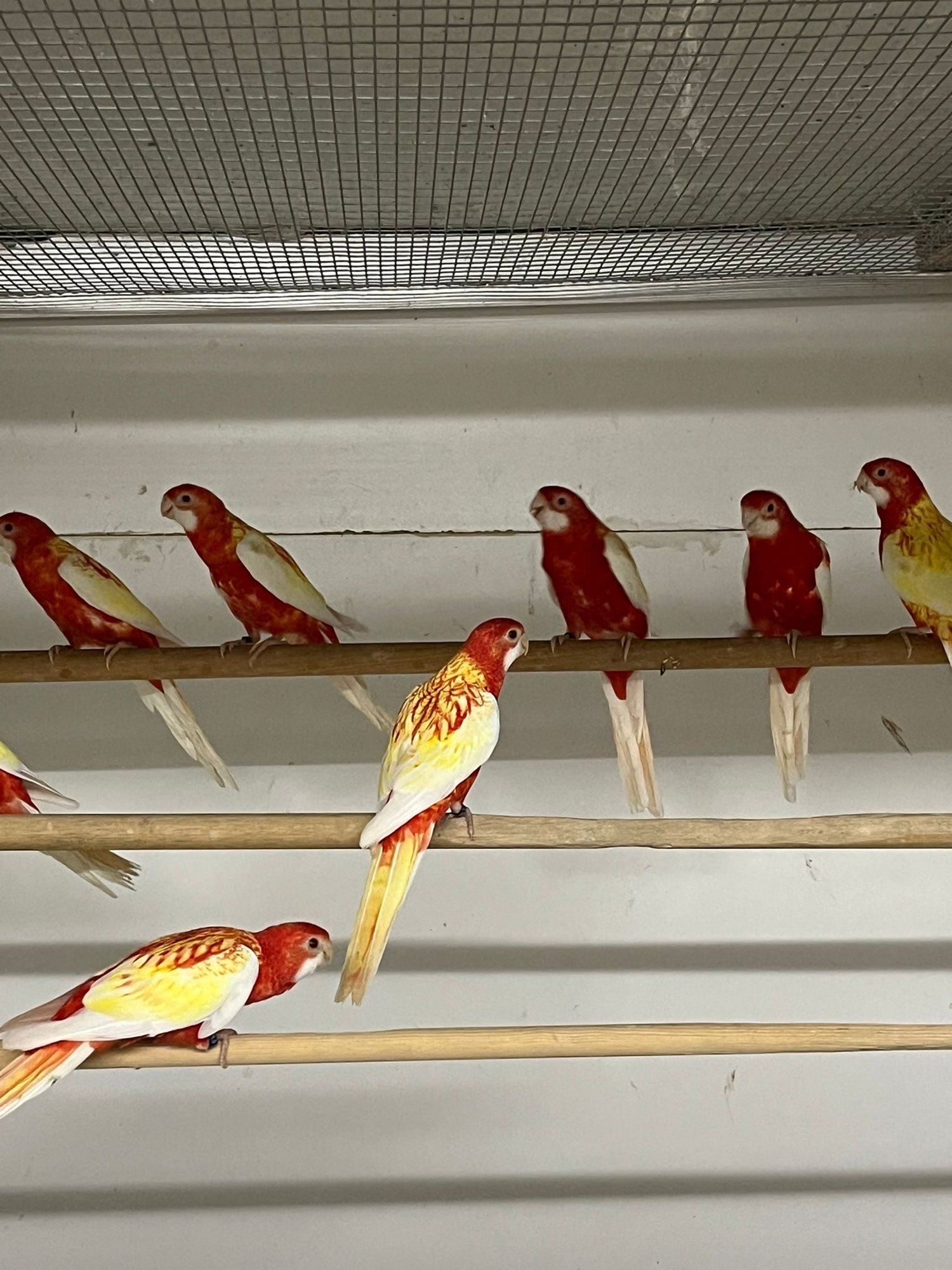 Rosellas und andere Sittiche in der Voliere von Vogelhandel Jado
