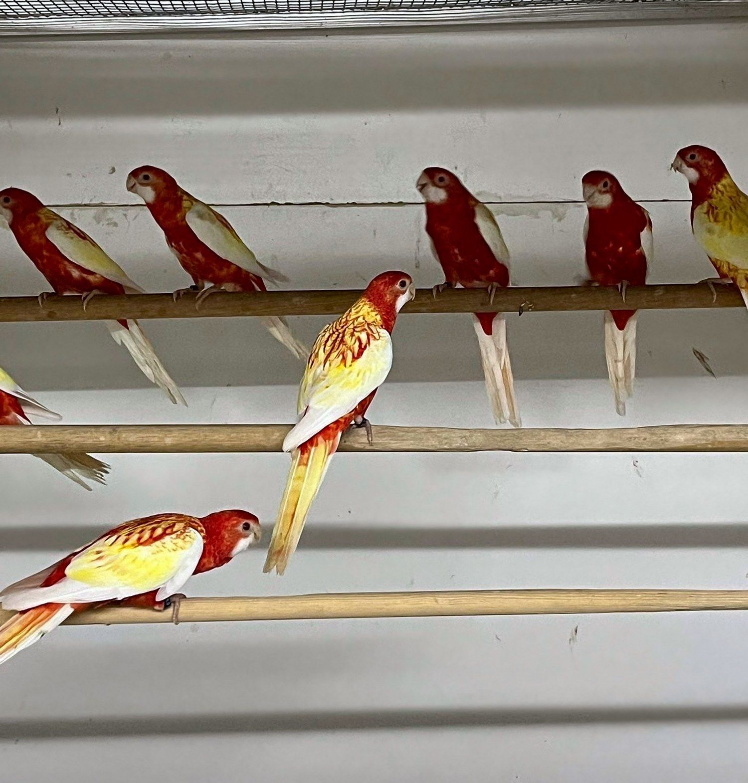 Rosella’s en andere parkieten in de volière van Vogelhandel Jado