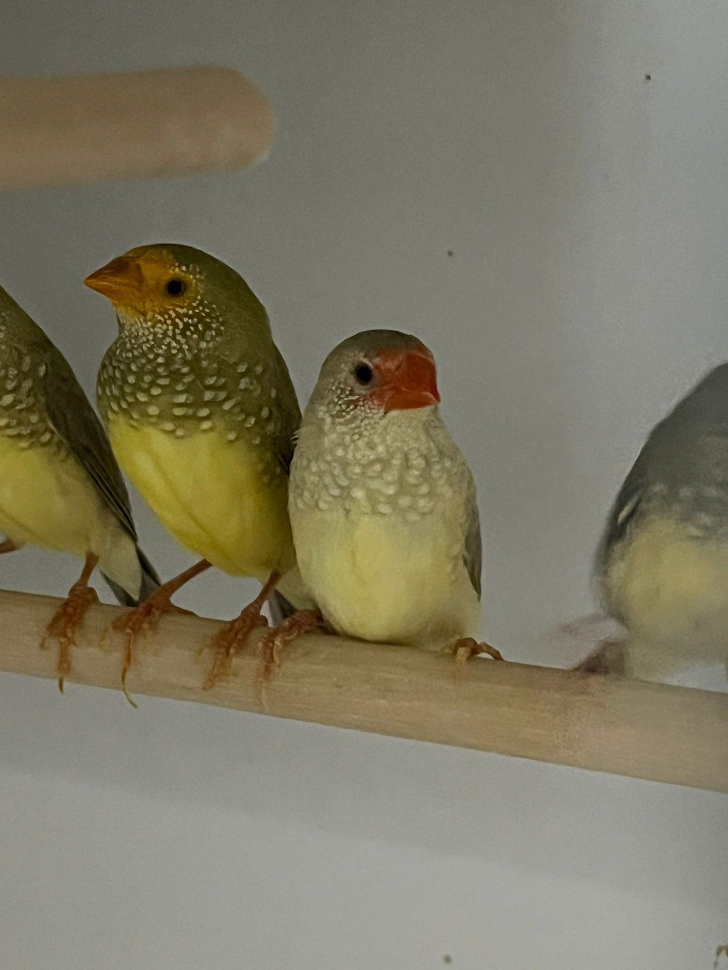 Exotische Finken auf einer Sitzstange